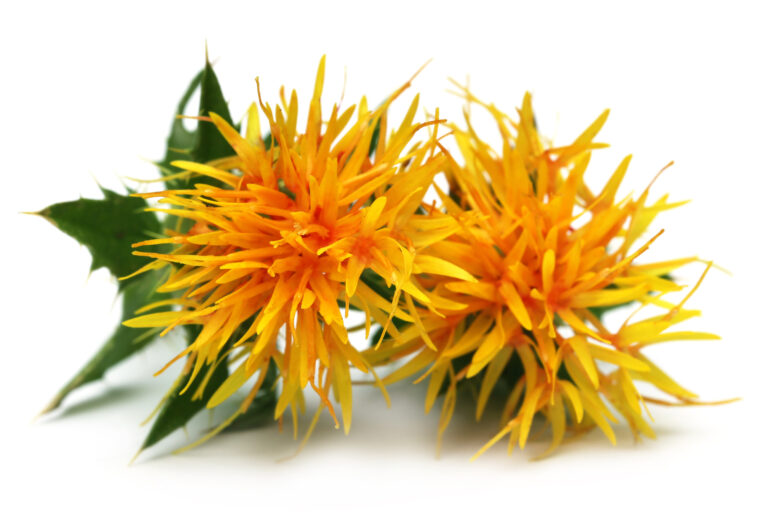 Safflower petals from BioconColors, a botanical source for high-clarity yellow natural colorants.